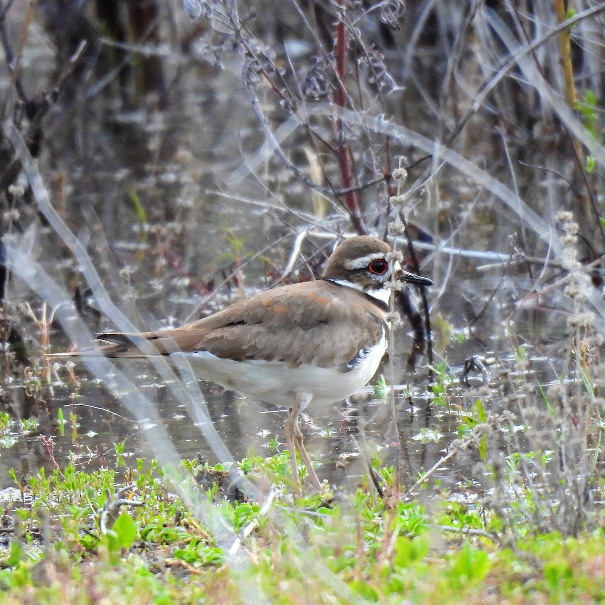 Killdeer - ML617763304