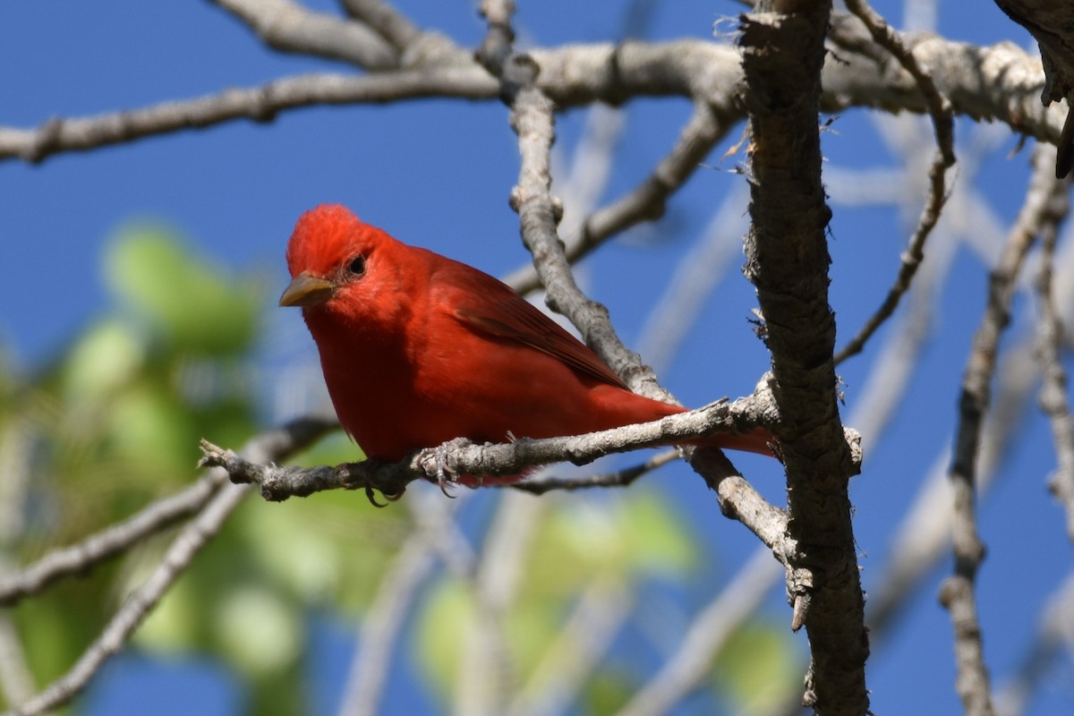 Piranga Roja - ML617763320