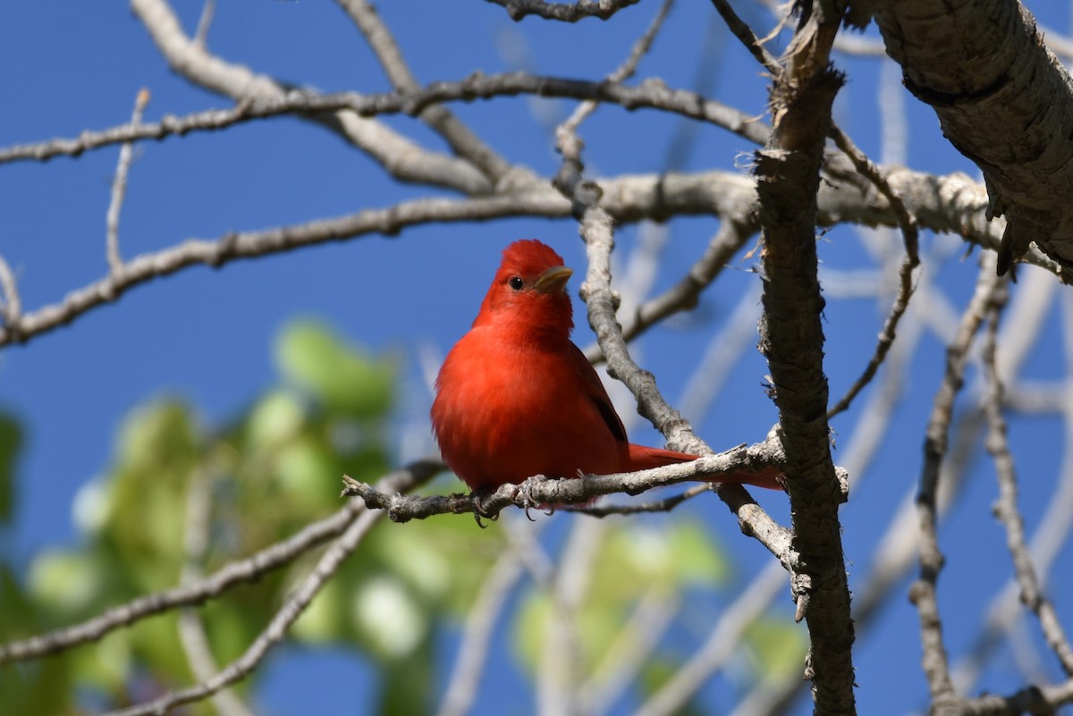 Summer Tanager - ML617763321