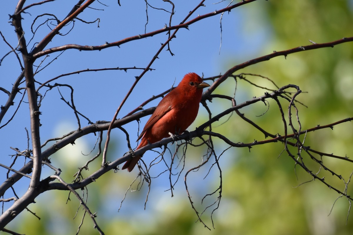 Summer Tanager - ML617763323