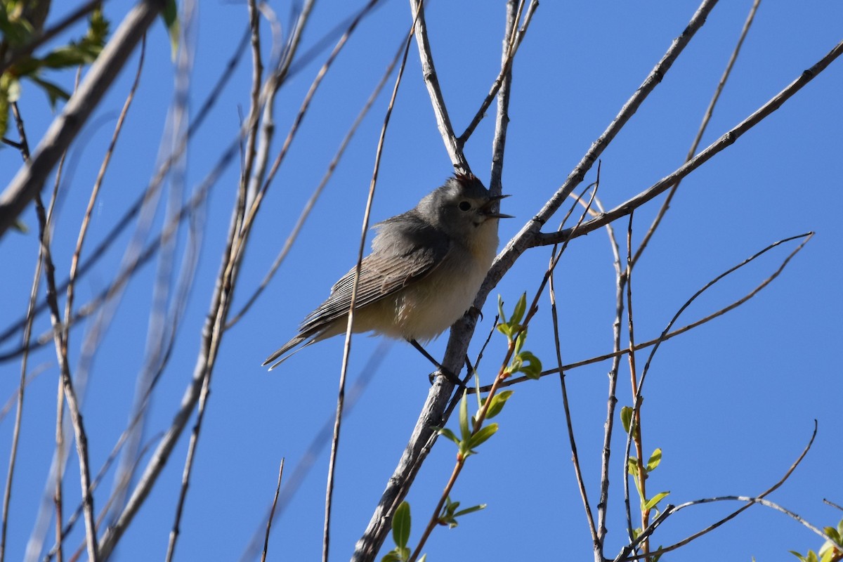 Lucy's Warbler - ML617763354