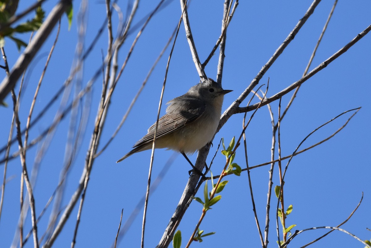 Lucy's Warbler - ML617763355