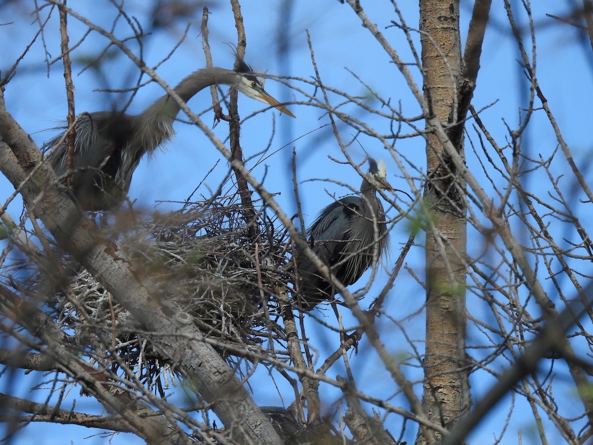 Great Blue Heron - ML617763375