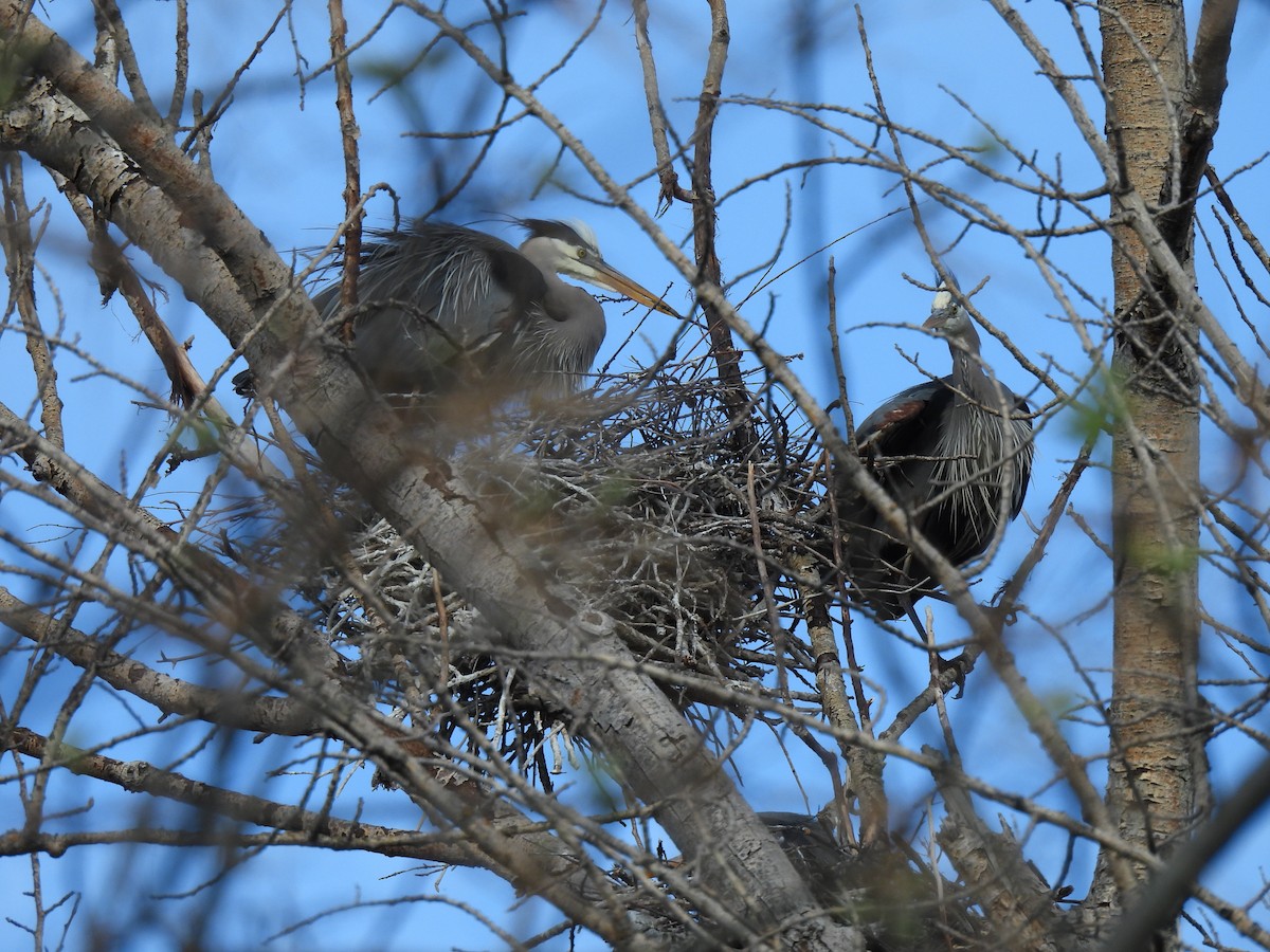 Great Blue Heron - ML617763376