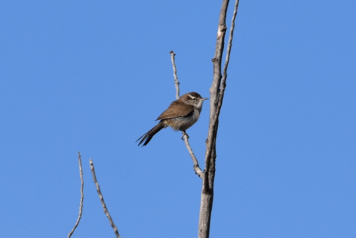 Bewick's Wren - ML617763384