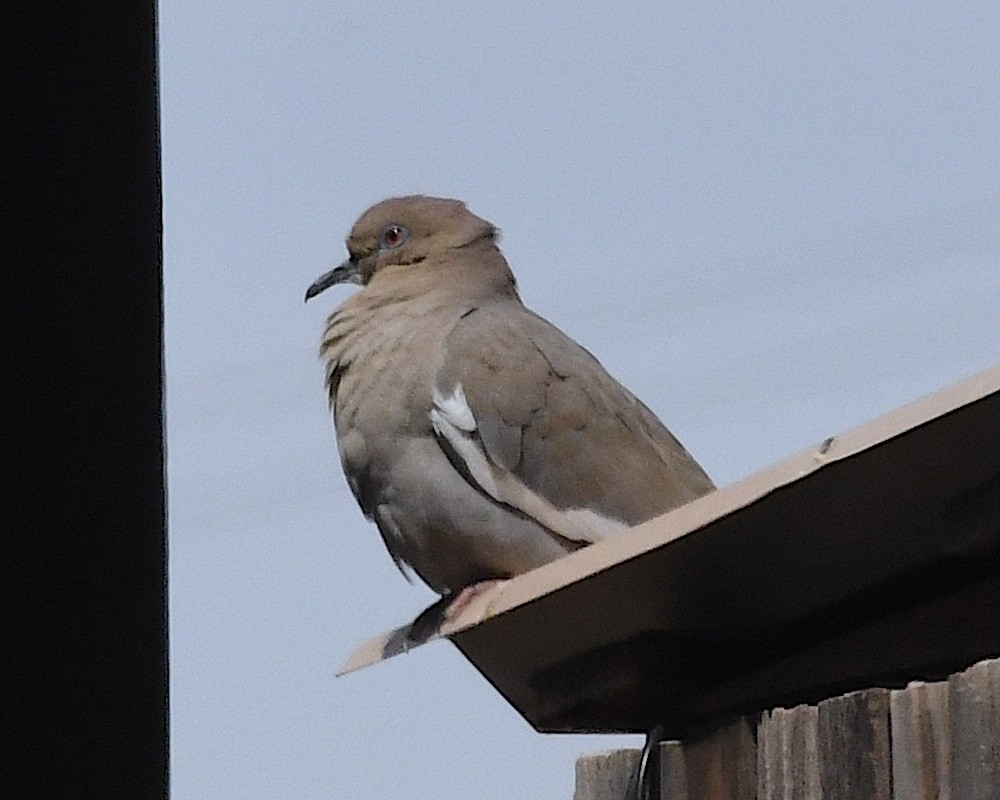 White-winged Dove - Ted Wolff