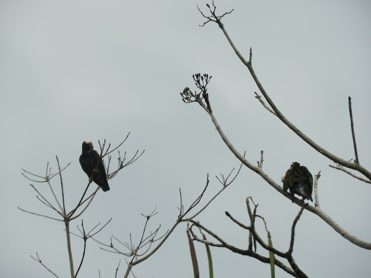 White-crowned Parrot - ML617763494