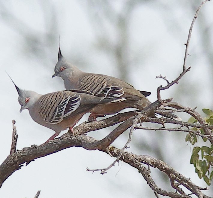 Crested Pigeon - ML617763560