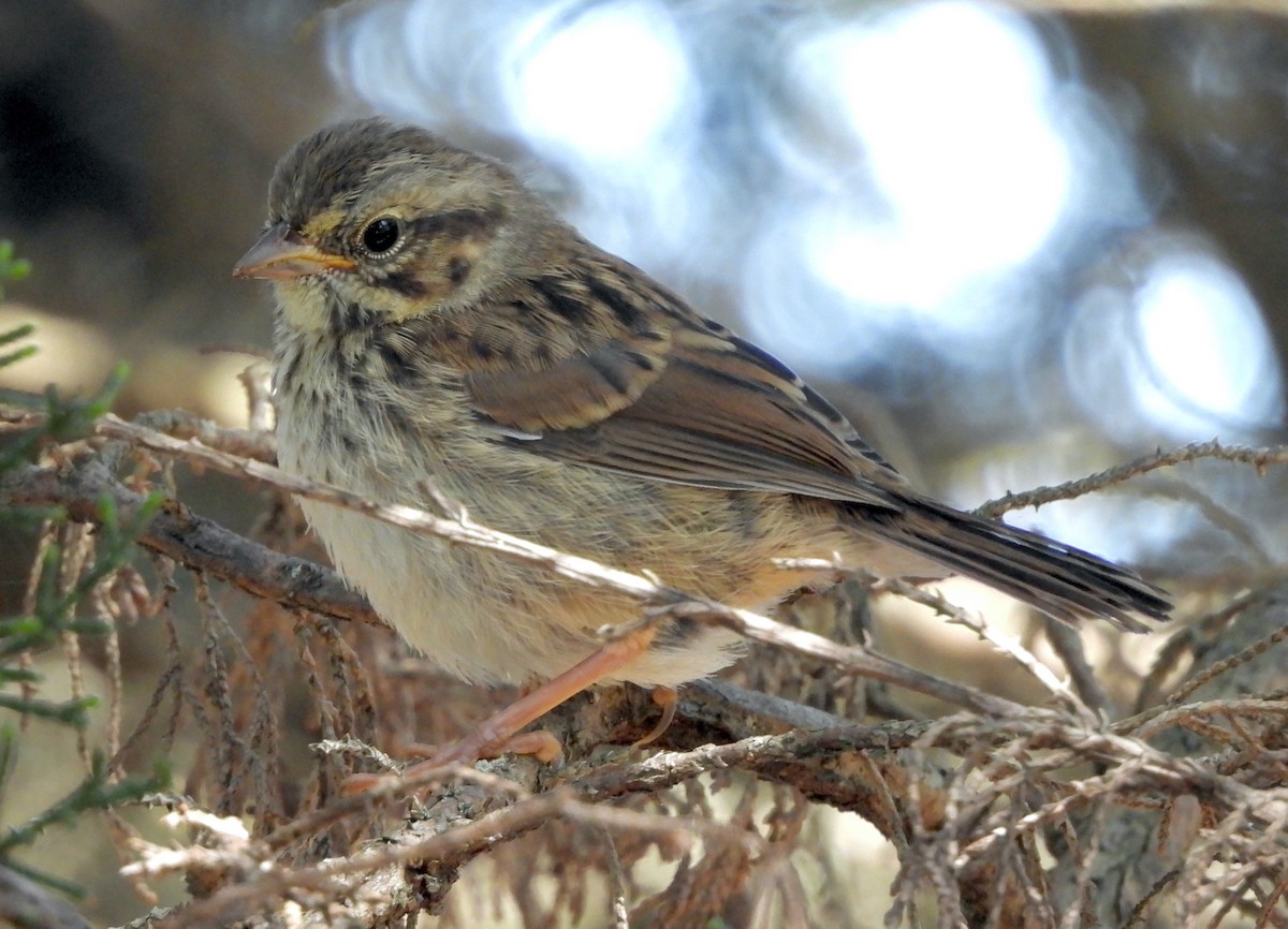 Song Sparrow (heermanni Group) - Rudyard Wallen
