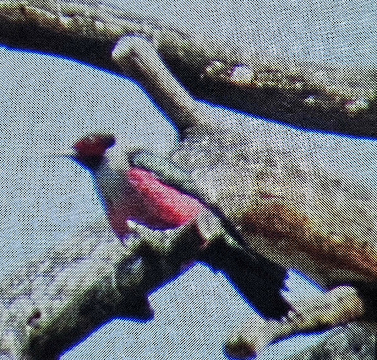 Lewis's Woodpecker - ML617763583