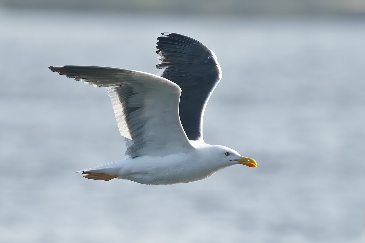 Yellow-footed Gull - Dave Jurasevich