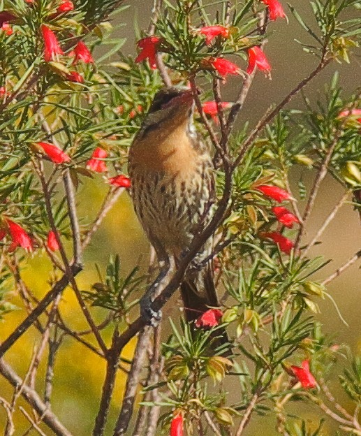 Spiny-cheeked Honeyeater - ML617763605