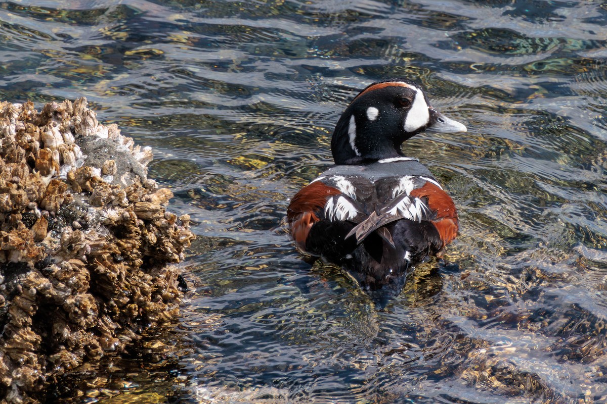 Harlequin Duck - Pierce Louderback