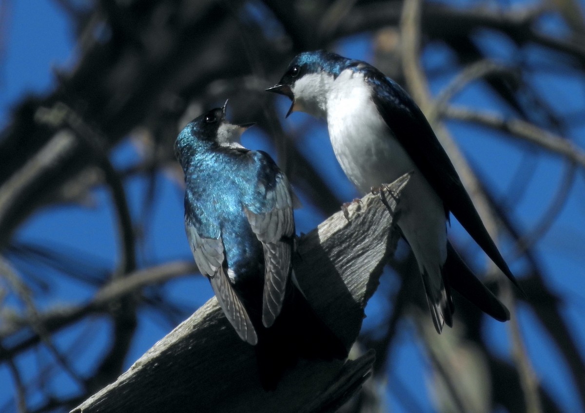 Tree Swallow - Rudyard Wallen