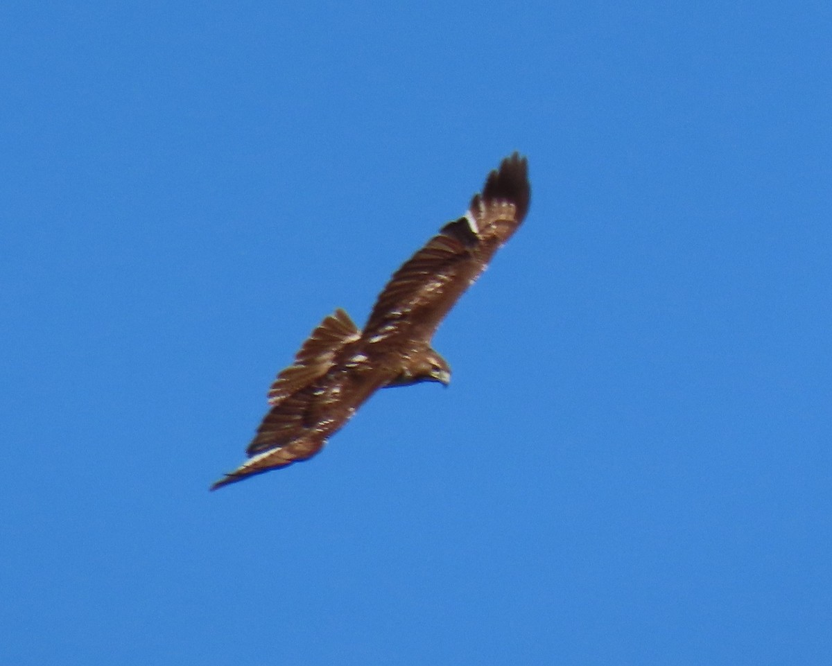 Red-tailed Hawk - Brendan O'Loughlin