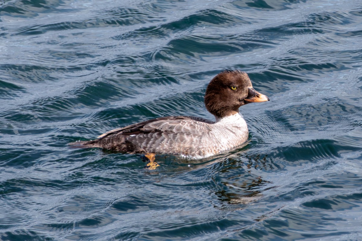 Common/Barrow's Goldeneye - Pierce Louderback