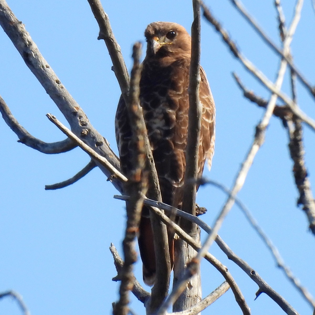 Red-tailed Hawk - Susan Kirkbride