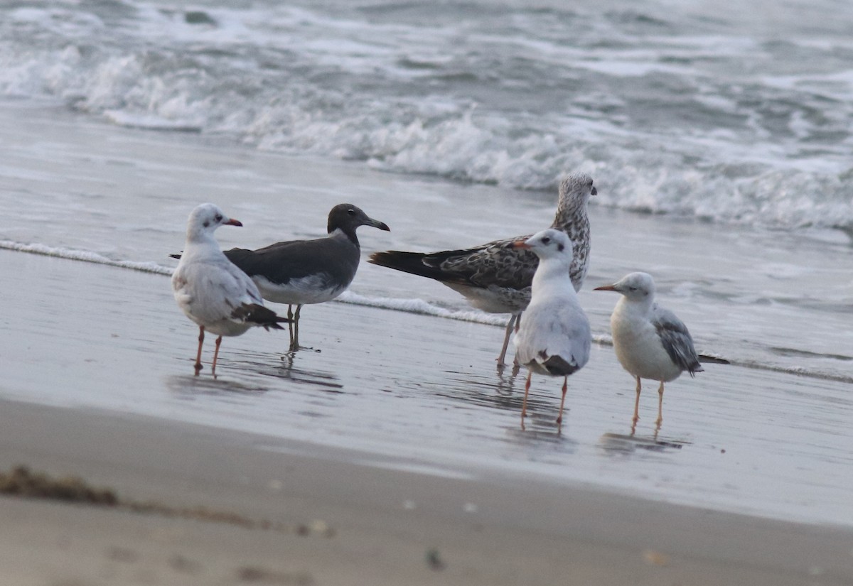 Brown-headed Gull - Afsar Nayakkan