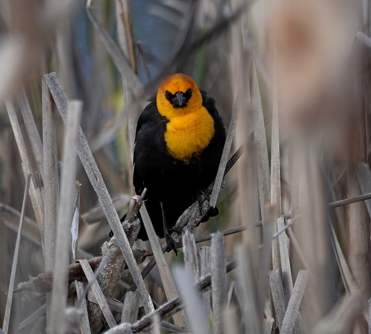 Yellow-headed Blackbird - Hank Heiberg