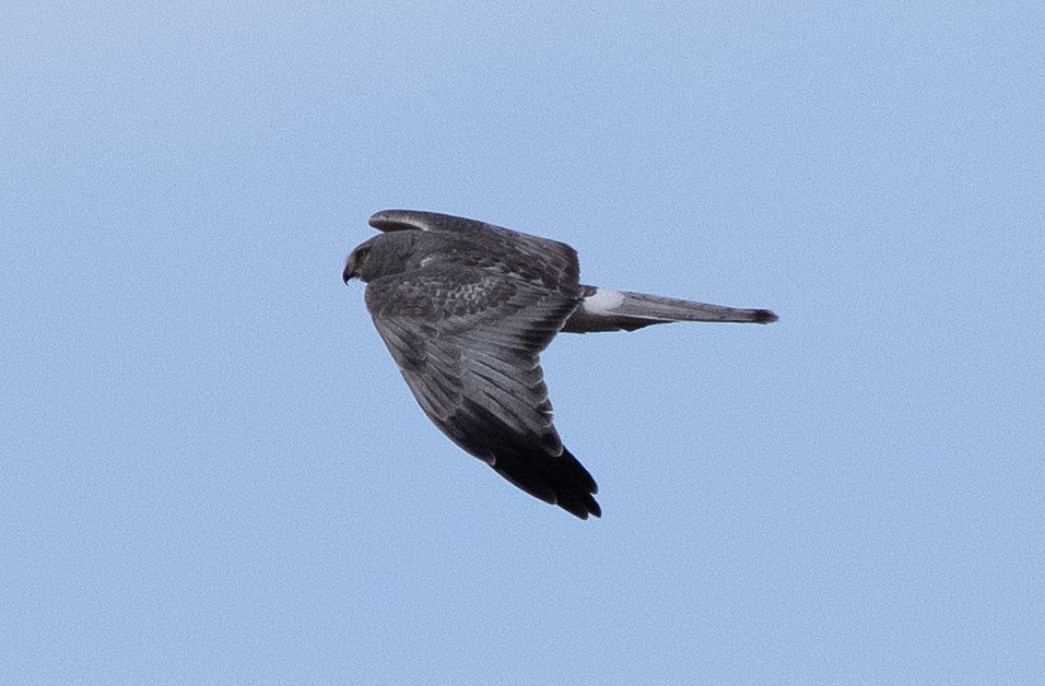 Northern Harrier - ML617763751