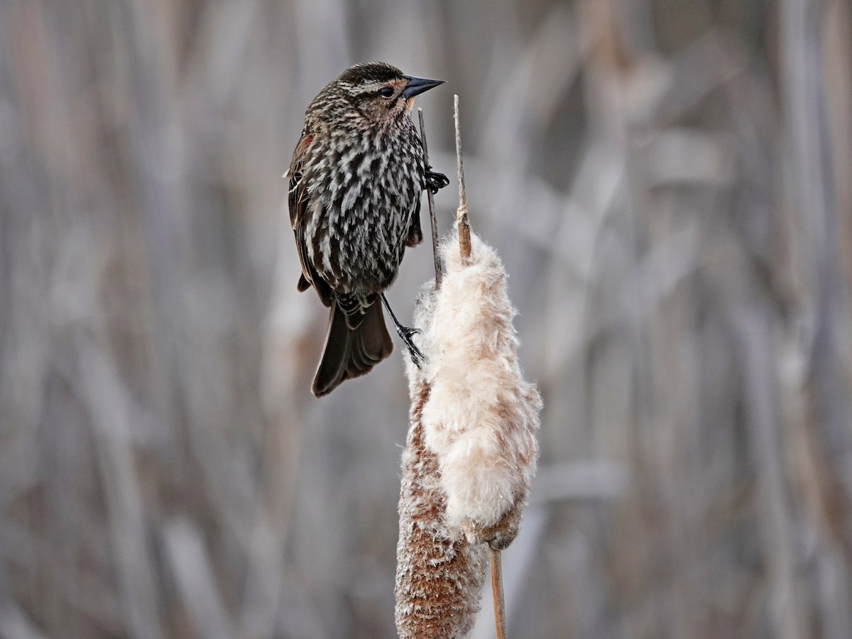 Red-winged Blackbird - Hank Heiberg