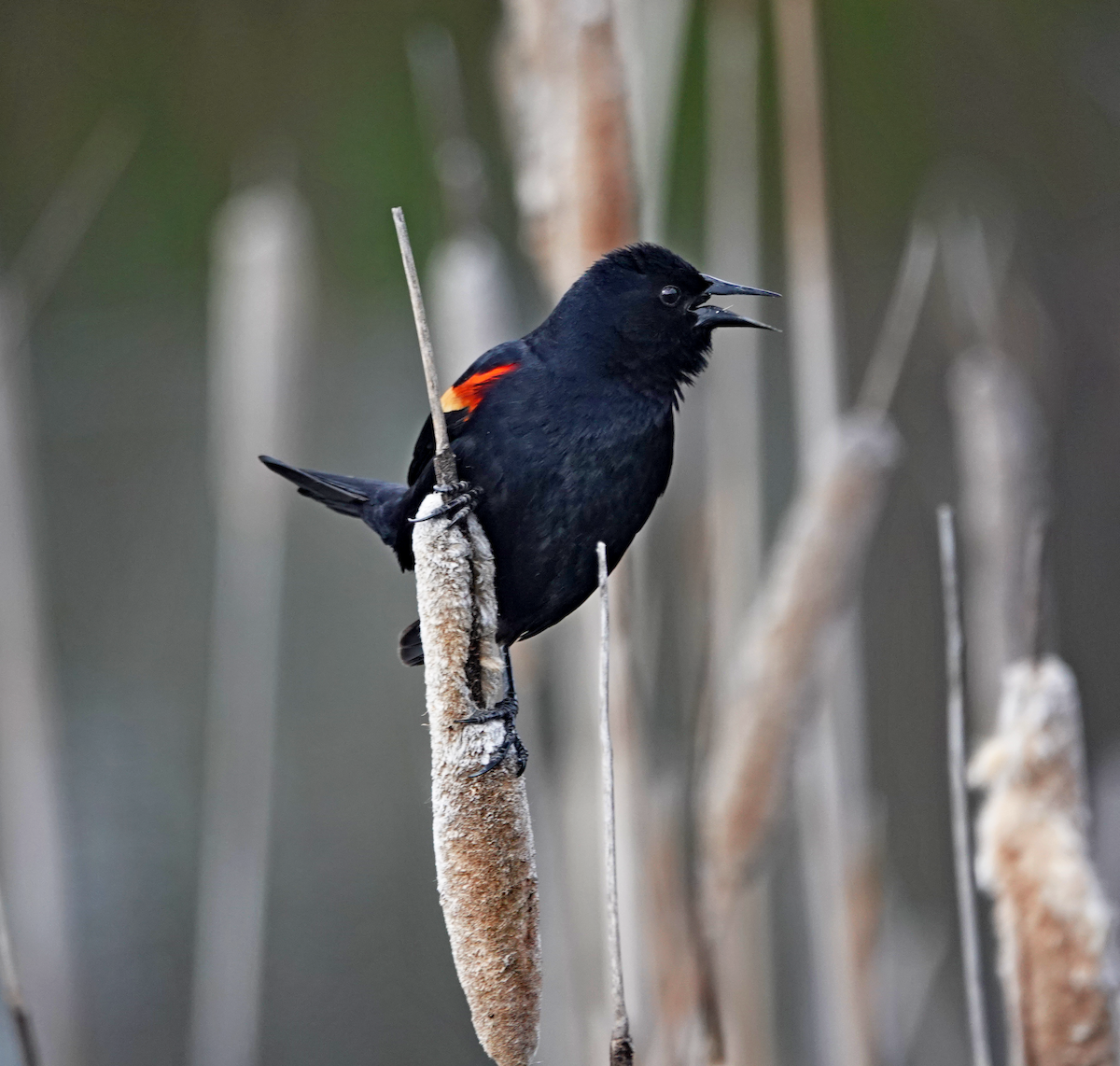 Red-winged Blackbird - ML617763762