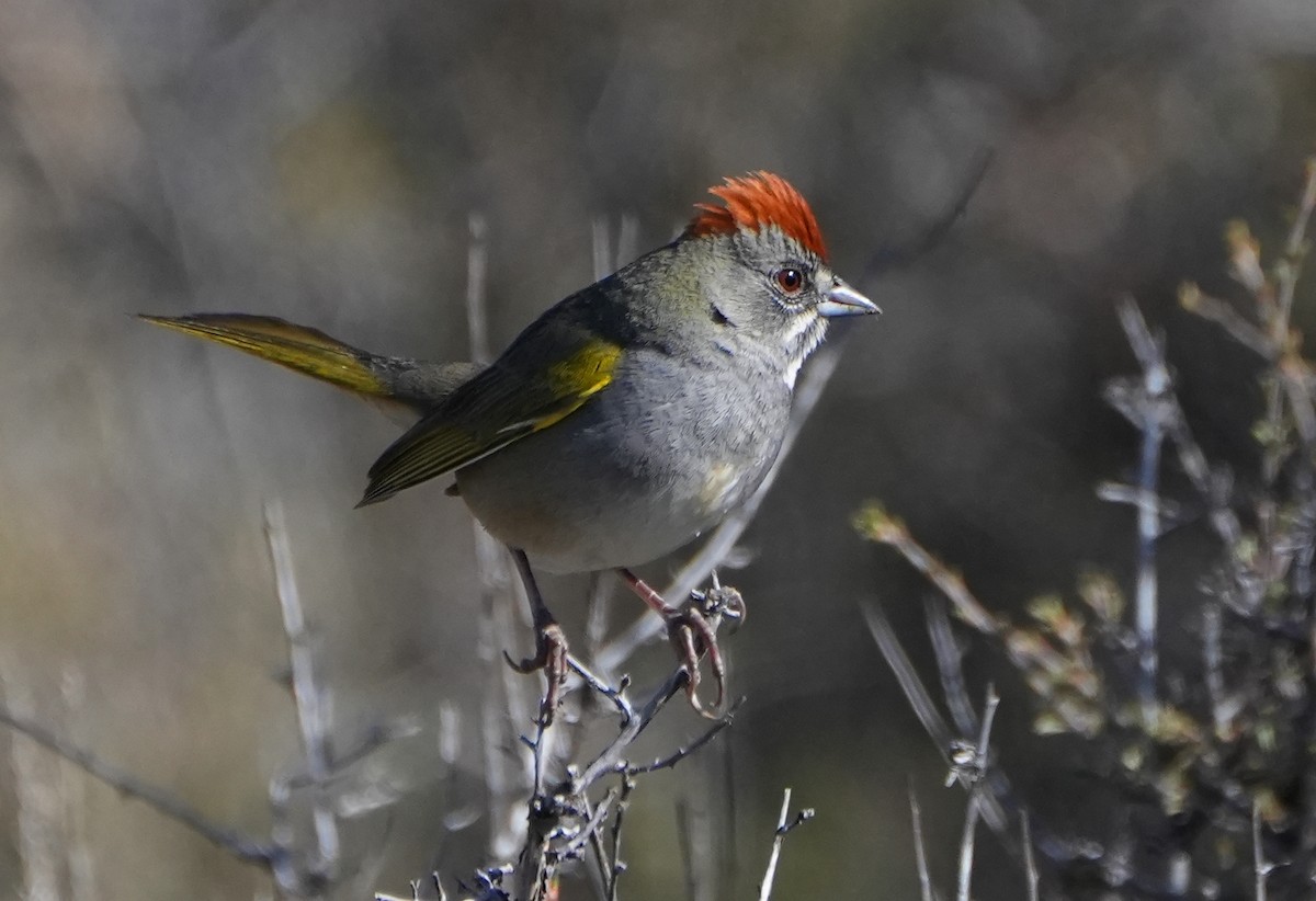 Green-tailed Towhee - ML617763812