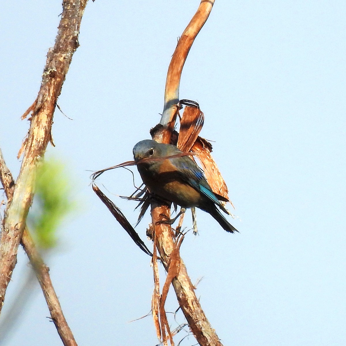 Western Bluebird - ML617763829