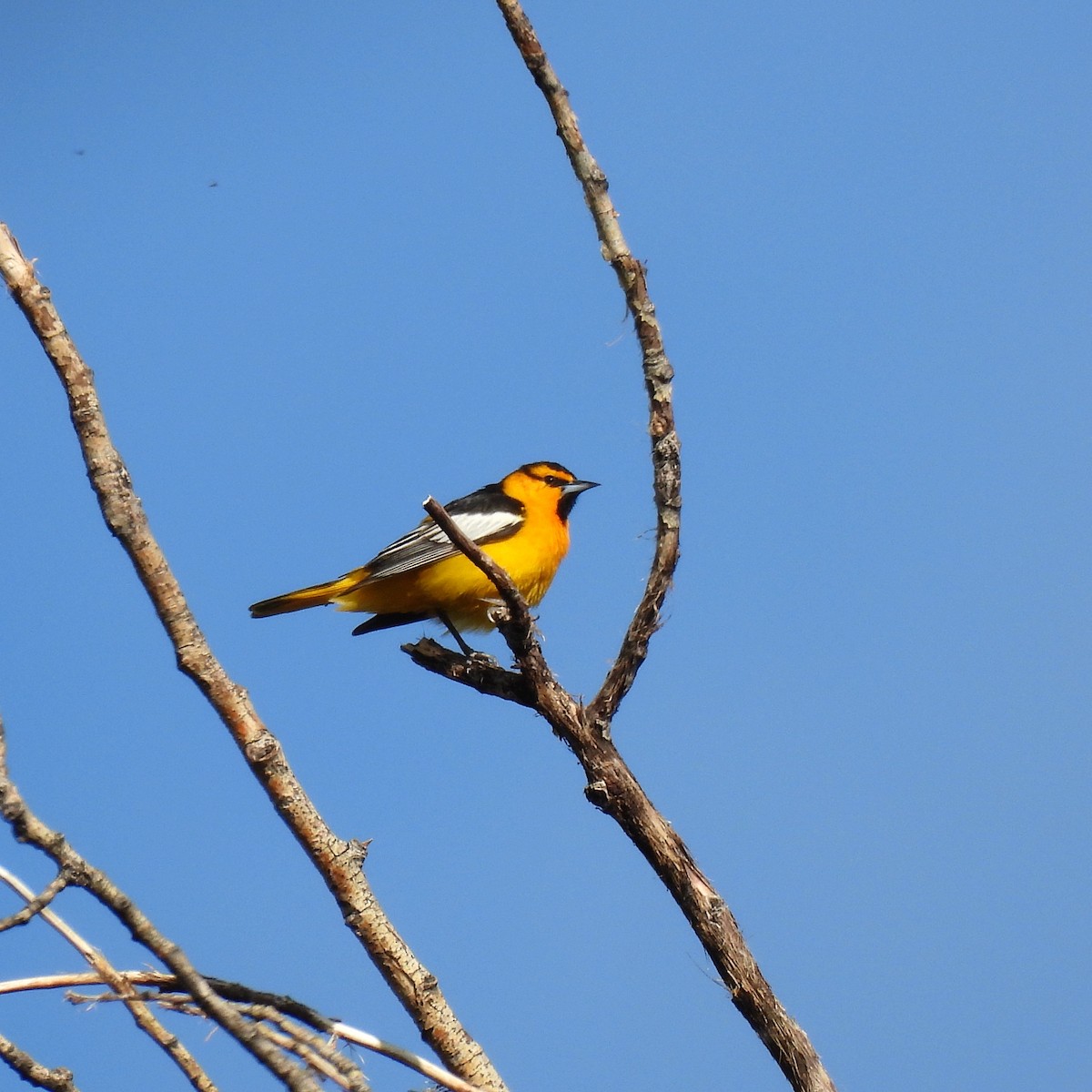 Bullock's Oriole - Susan Kirkbride