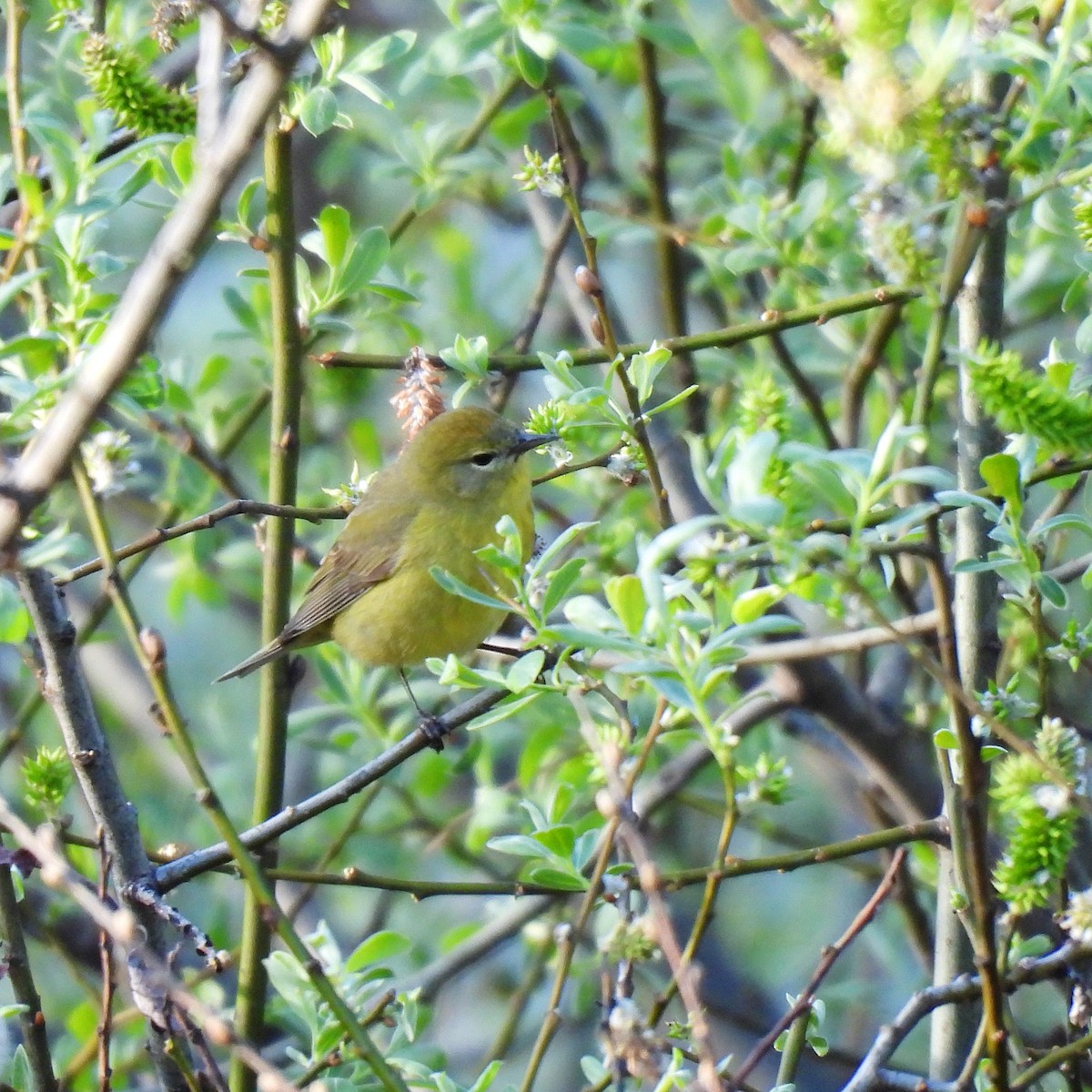 Orange-crowned Warbler - Susan Kirkbride