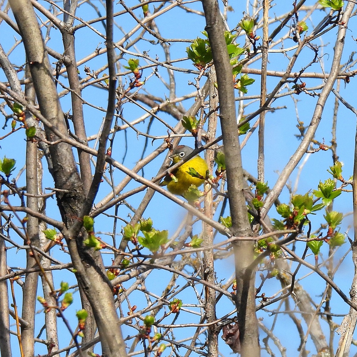 Nashville Warbler - Susan Kirkbride