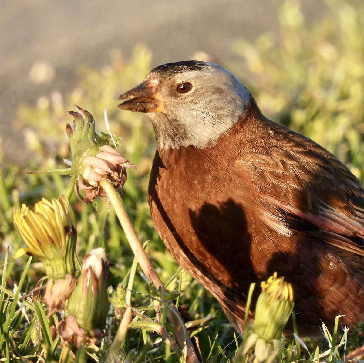 Gray-crowned Rosy-Finch (Hepburn's) - ML617763889