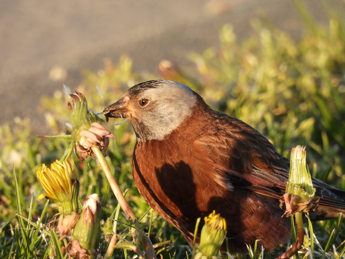 Gray-crowned Rosy-Finch (Hepburn's) - ML617763890