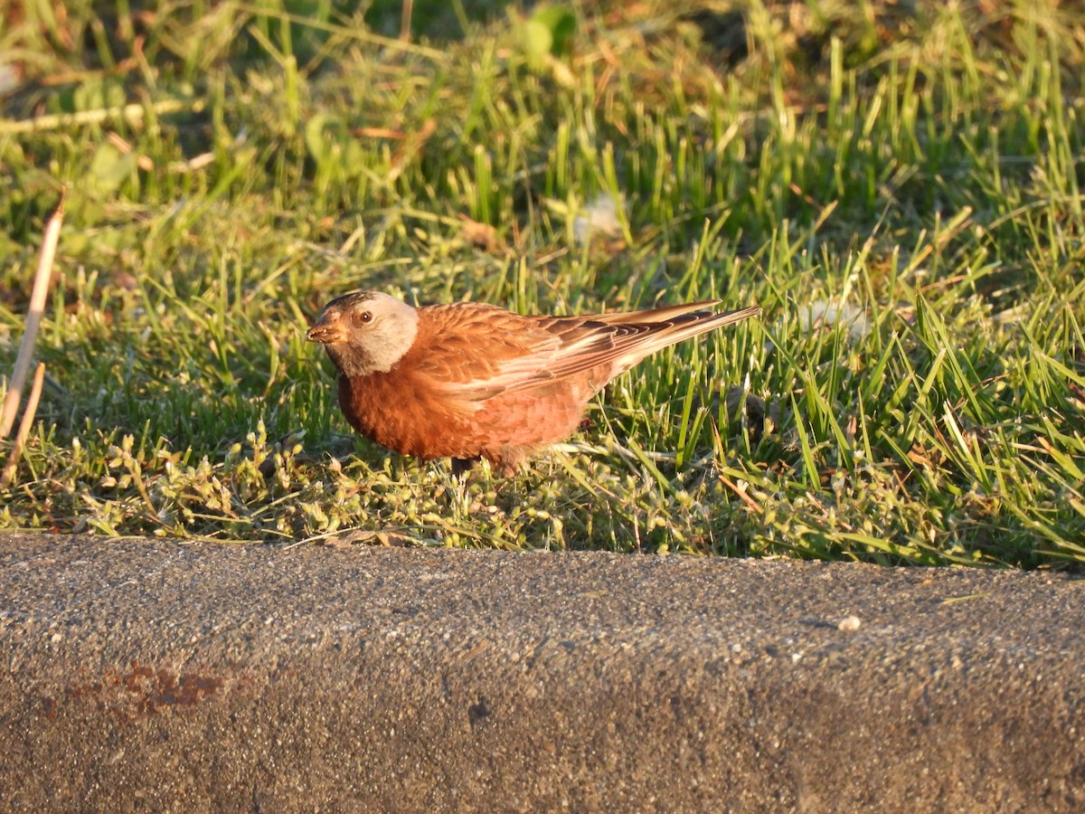 Gray-crowned Rosy-Finch (Hepburn's) - ML617763891