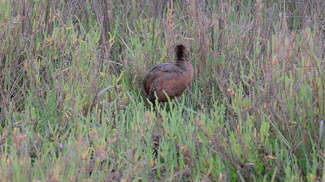 Ridgway's Rail (Light-footed) - ML617763909
