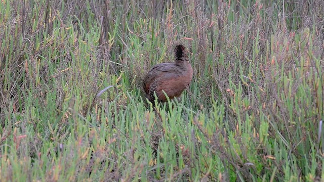 Ridgway's Rail (Light-footed) - ML617763909