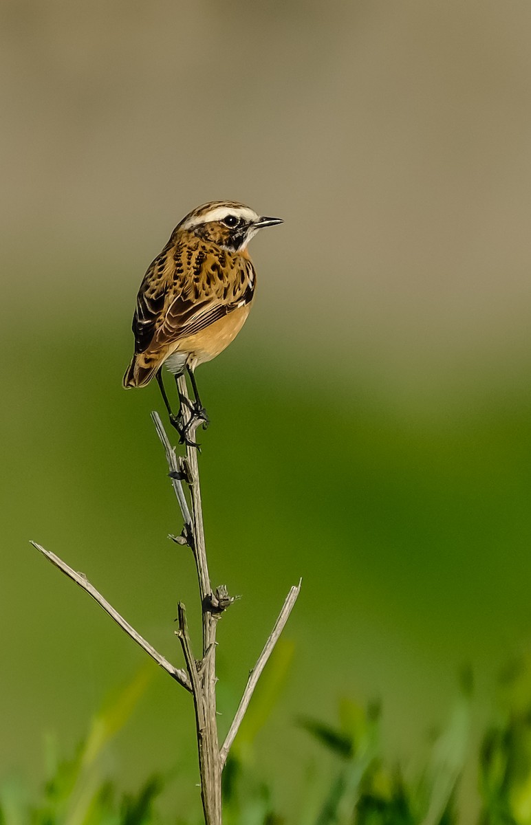 Whinchat - ML617763914