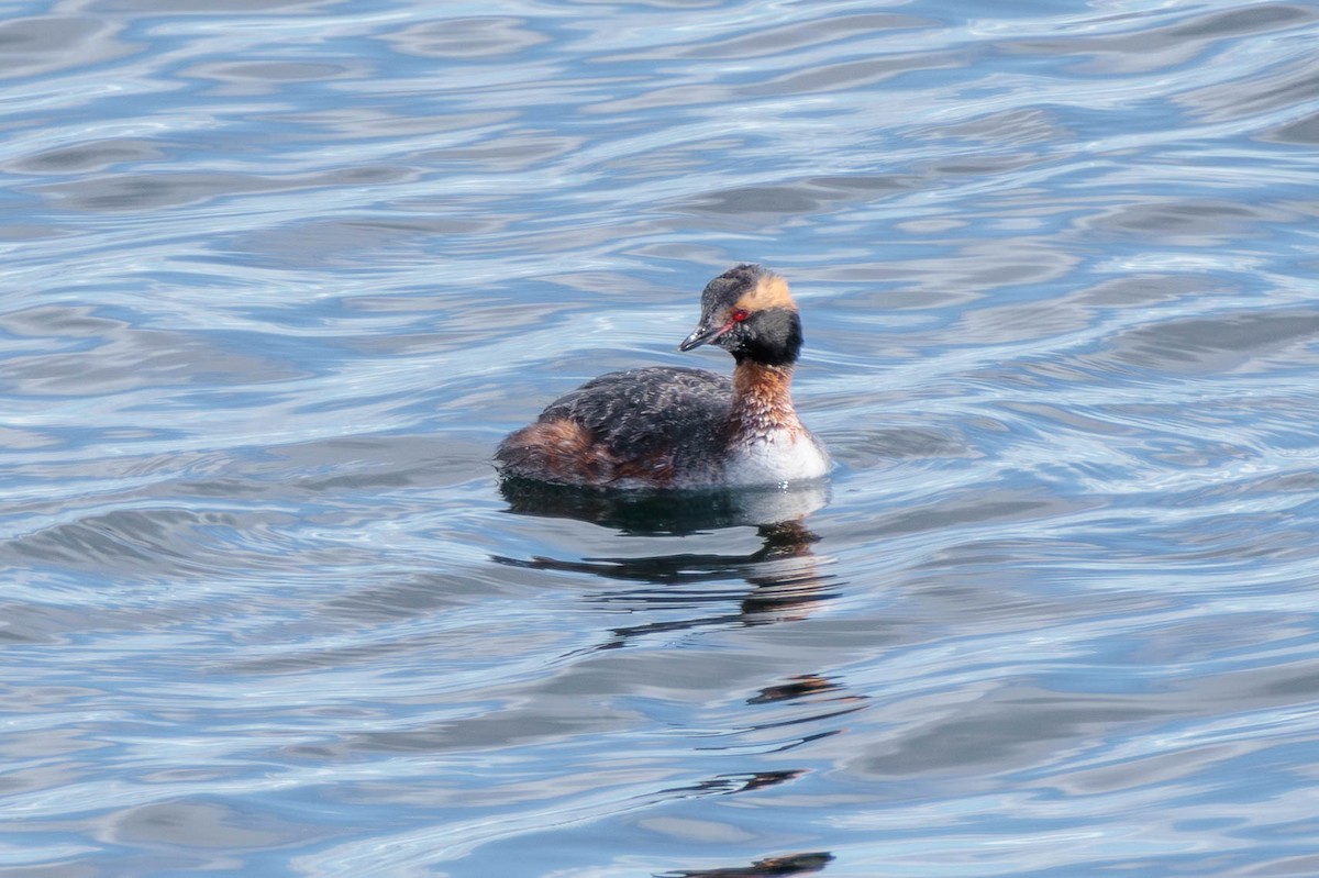 Horned Grebe - ML617763924