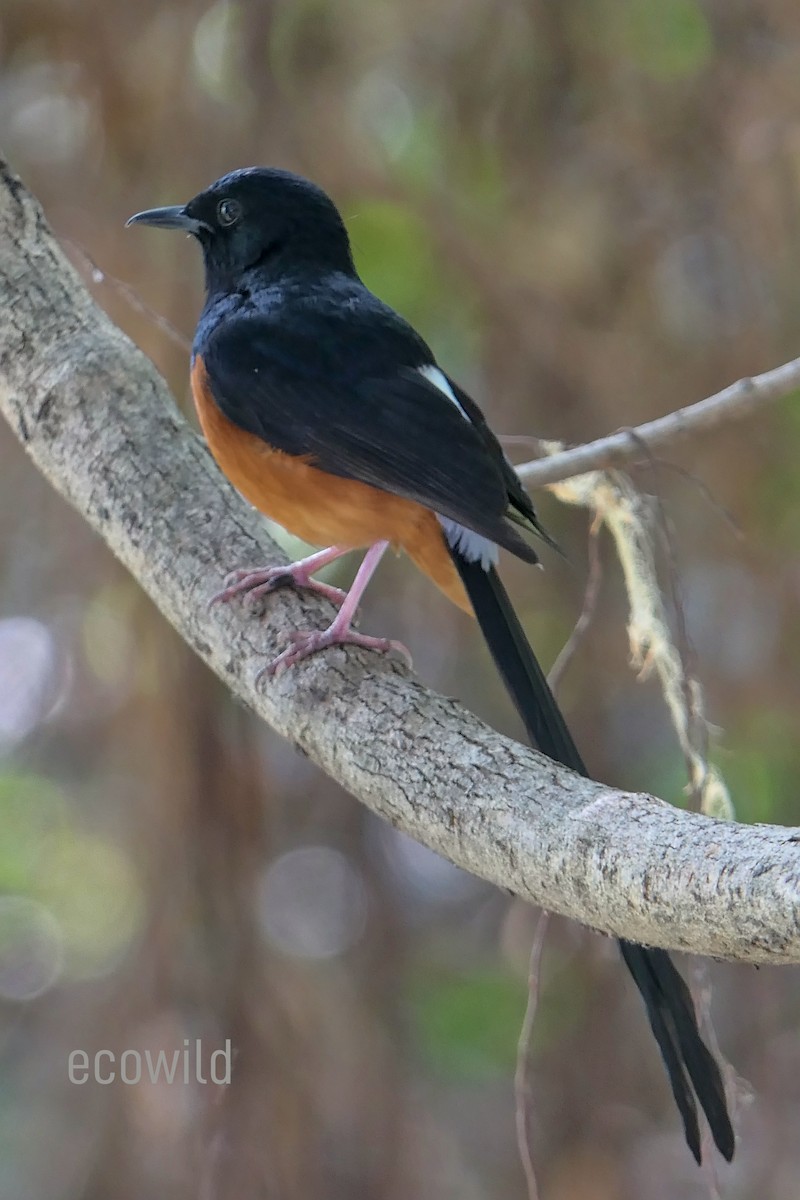 White-rumped Shama - ML617763977