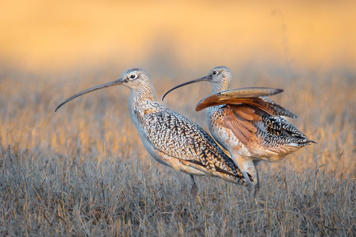 Long-billed Curlew - ML617763984