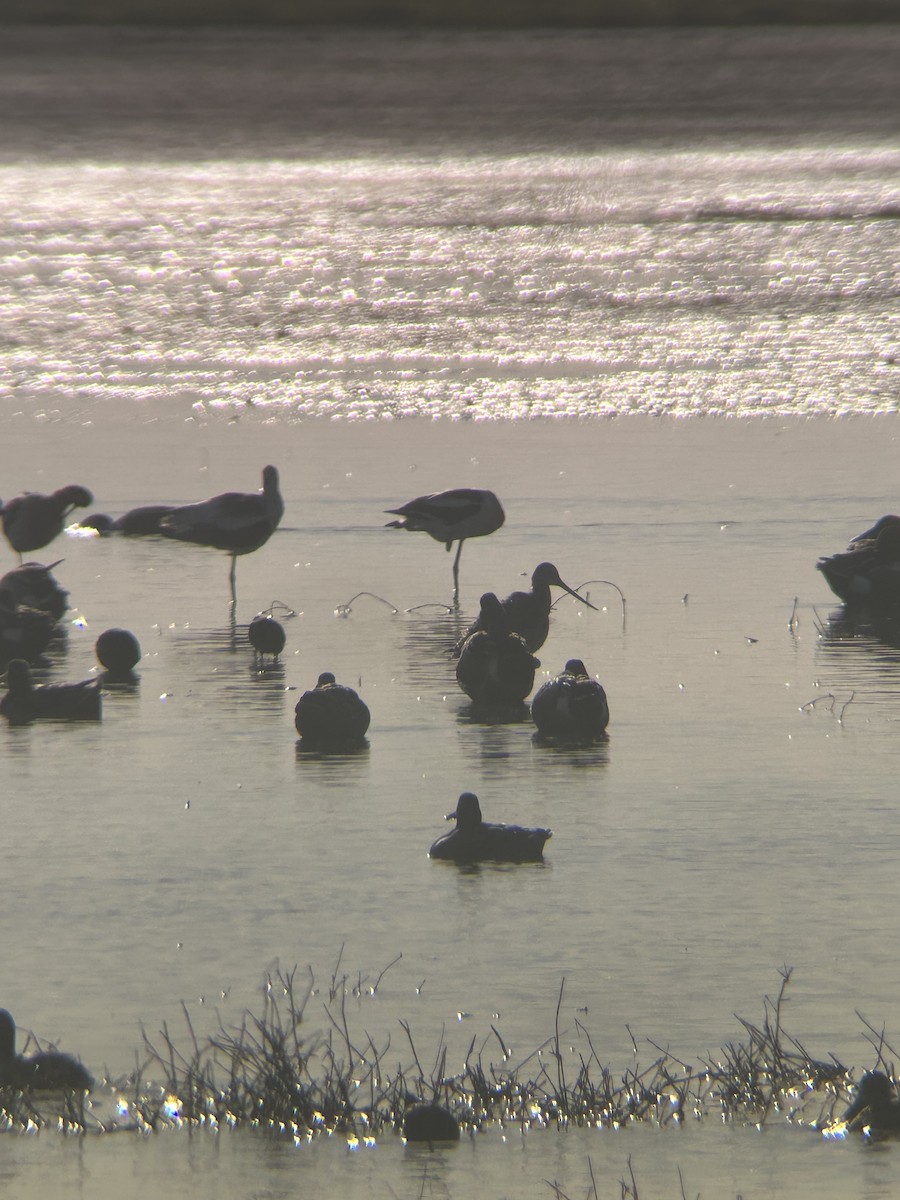 Marbled Godwit - ML617763985