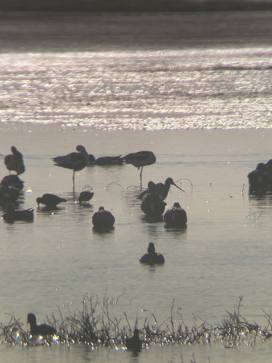 Marbled Godwit - ML617763987