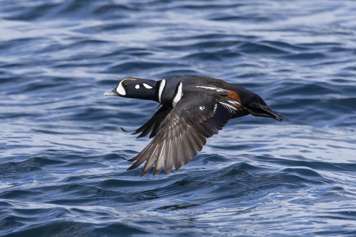 Harlequin Duck - ML617764001