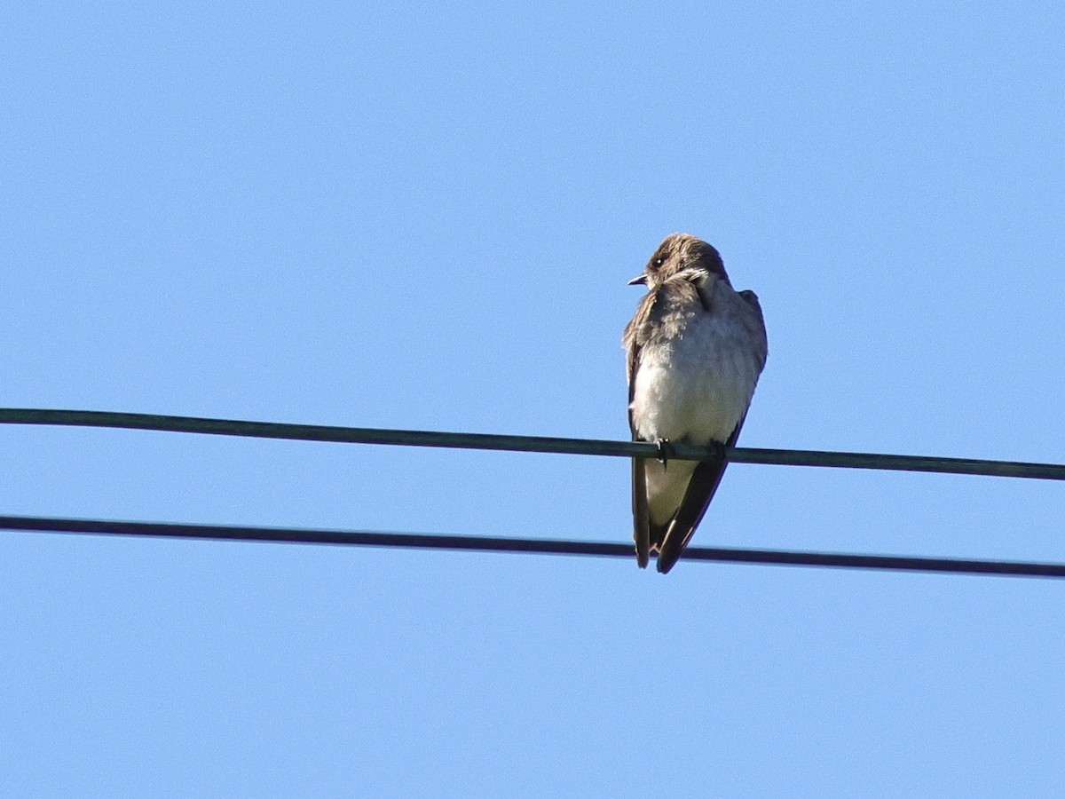 Northern Rough-winged Swallow - Tim Bray