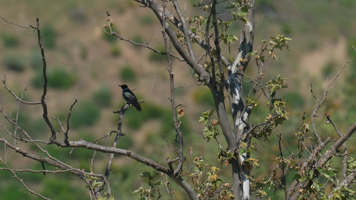 Lewis's Woodpecker - ML617764081