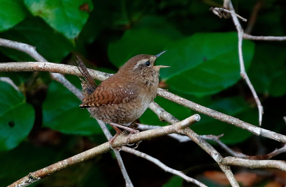 Pacific Wren - Mark  Ludwick