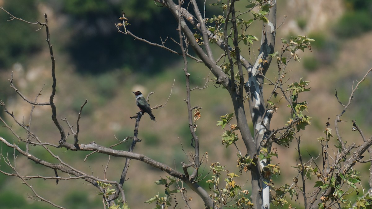 Lewis's Woodpecker - ML617764117