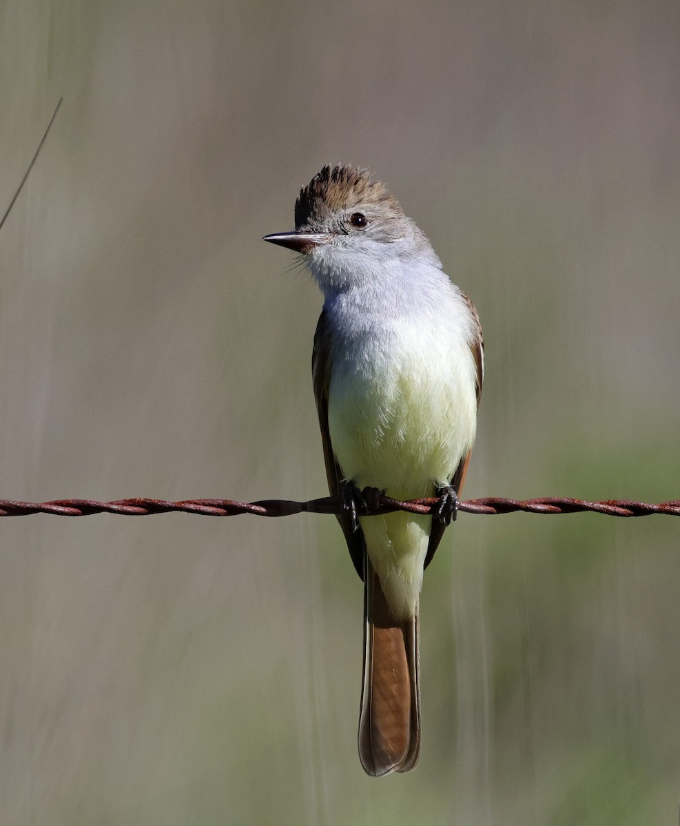 Ash-throated Flycatcher - Tim Bray