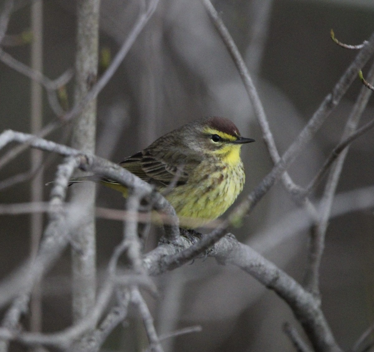 Palm Warbler - ML617764211