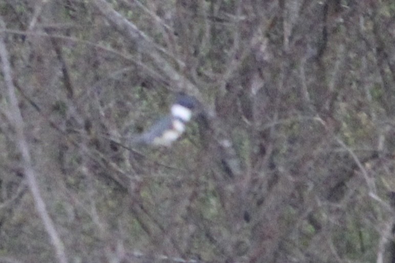 Belted Kingfisher - Randy Maharaj